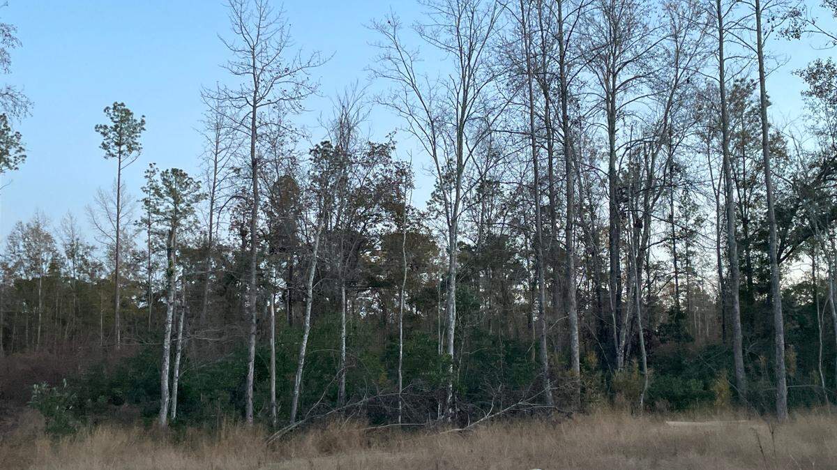 A tract of land could be developed in Conway, SC.