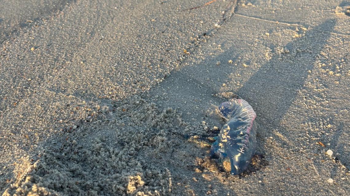 Jellyfish-like animal with a nasty sting spotted on SC beaches. What to do if stung.