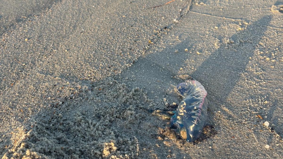 A man o’ war was seen on the beach near 82nd Avenue North in Myrtle Beach, SC. Others have spotted the animal near Pawleys Island and Georgetown.