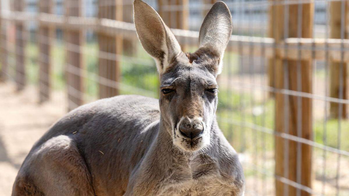 Kangaroo Adonis lives at Back Forty Farms in Nampa, Idaho. South Carolina is one of the few states that allows the private ownership of kangaroos without a permit.