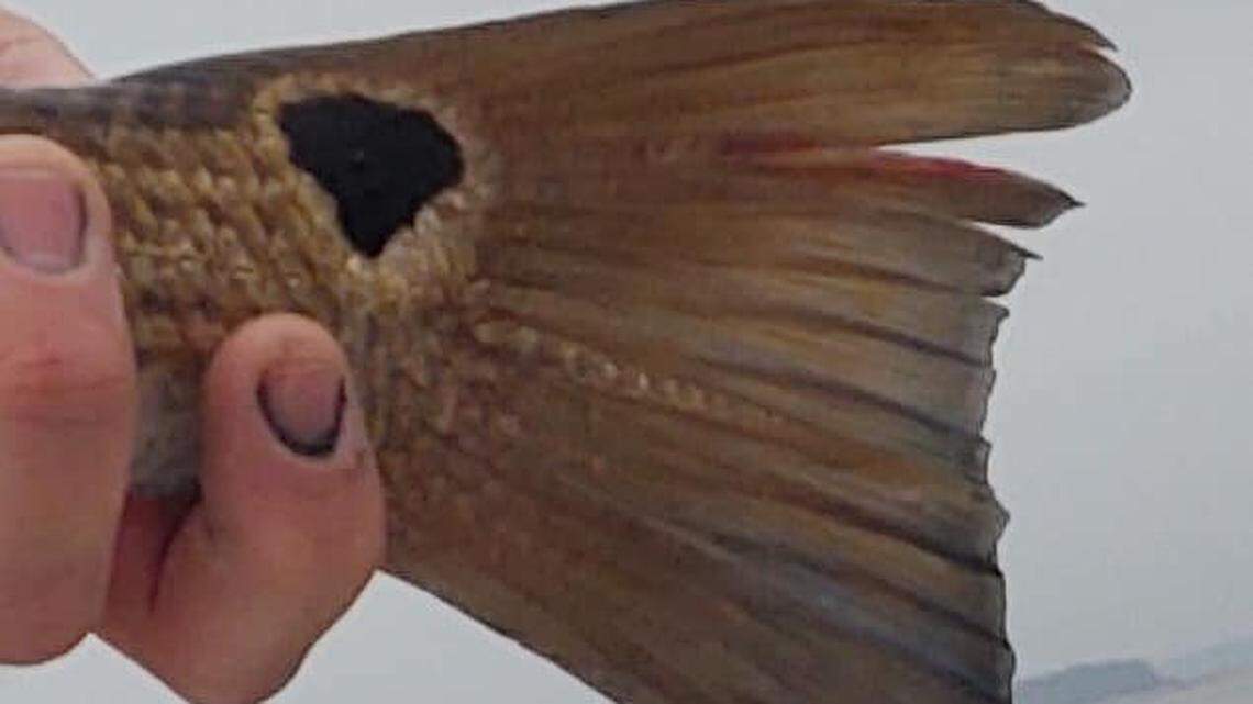 Grand Strand Fishing Report: Action still off and on, but signs are good as spring nears