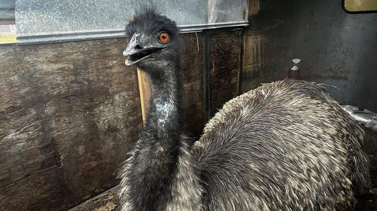 Columbia police confirm chasing an emu on July 4.