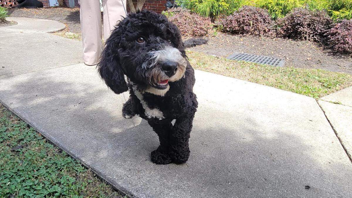 Finn, a 5-month-old Bernedoodle, is in training to become Horry County’s first comfort dog. He’s pictured taking a walk with his handler, Conway Police Department victim’s advocate Nickey Richardson, on June 8, 2022.