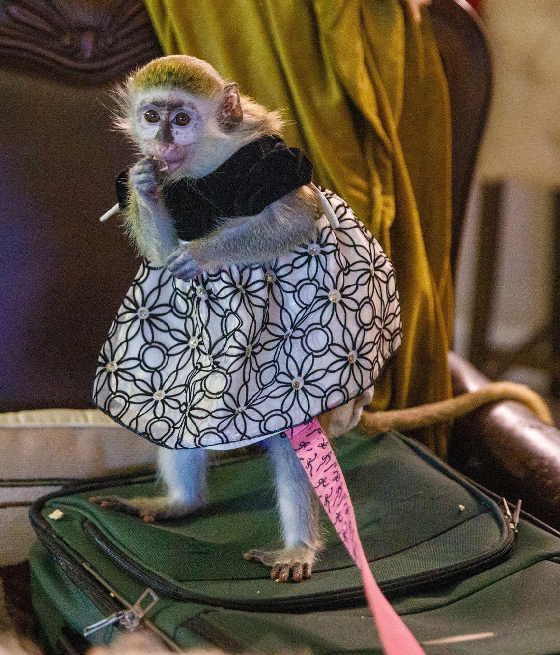 Brenna, a vervet monkey, stands upright to eat a snack. Donna Greenough Cantalupo and husband Guy Cantalupo hosted a monkey play date at their home in Longs, S.C. on Wednesday. The Cantalupos own Brenna, a vervet and Sisco, a marmoset. Oct. 9, 2024.