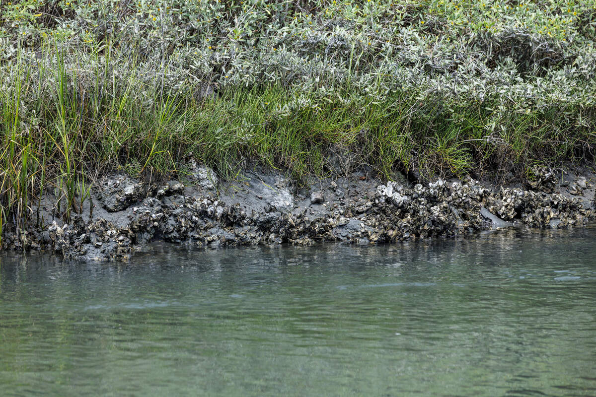 Oysters line the shoreline of Singleton Swash, an ocean outfall on the Northern end of Myrtle Beach, SC. The swash is bordered on one side by The Dunes Golf and Beach Club and on the other by the Arcadian Shores section of Horry County beaches. Singleton Swash is under a long-term swimming advisory from SCDES. July,14 2026