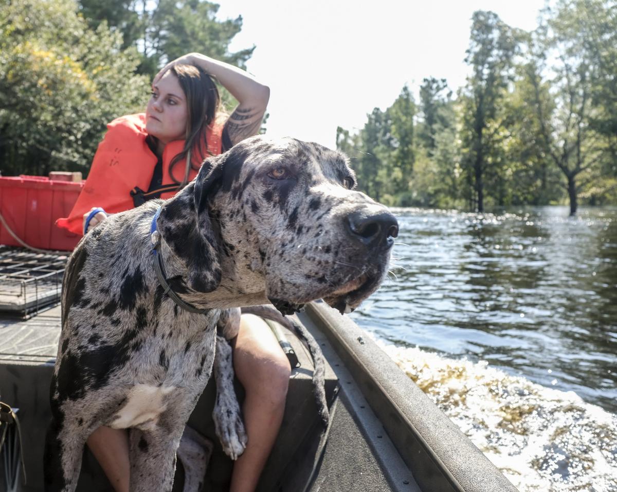 Maria Milligan evacuates one her dog “Merl” along with other animals including rabbits and chickens from her home on the Waccamaw River with the help of the SCDNR. As flood waters continue to rise to near historical levels at Lee’s Landing near Conway residents of the Waccamaw River community were making final evacuations with the help of various agencies. Friday, September 21, 2018.