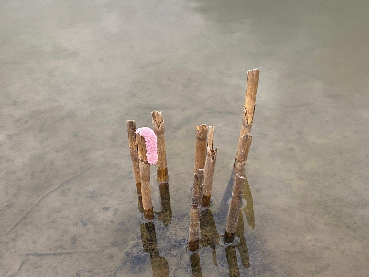 Apple snail eggs hanging on reeds in a Socastee pond.