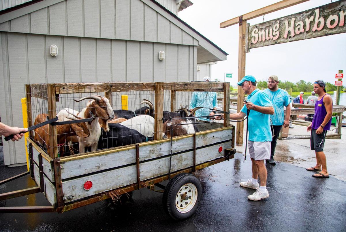 Goats sit packed into a trailer Monday morning as they wait to be transported to Murrells Inlet residents Jack and Kim Patrick’s farm in preparation for Tropical Storm Isaias.