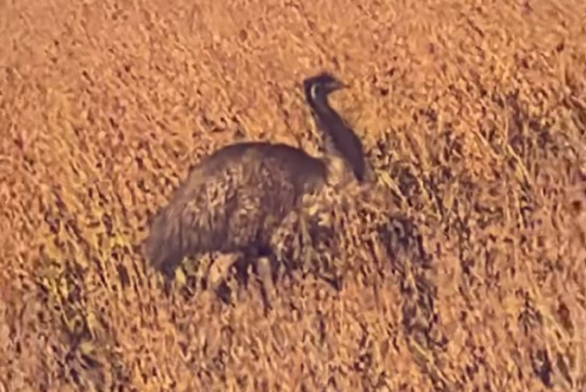 One of the emus running loose in the Loris area may be dead. The owner Sam Morace said multiple people told her they heard someone shoot the bird.