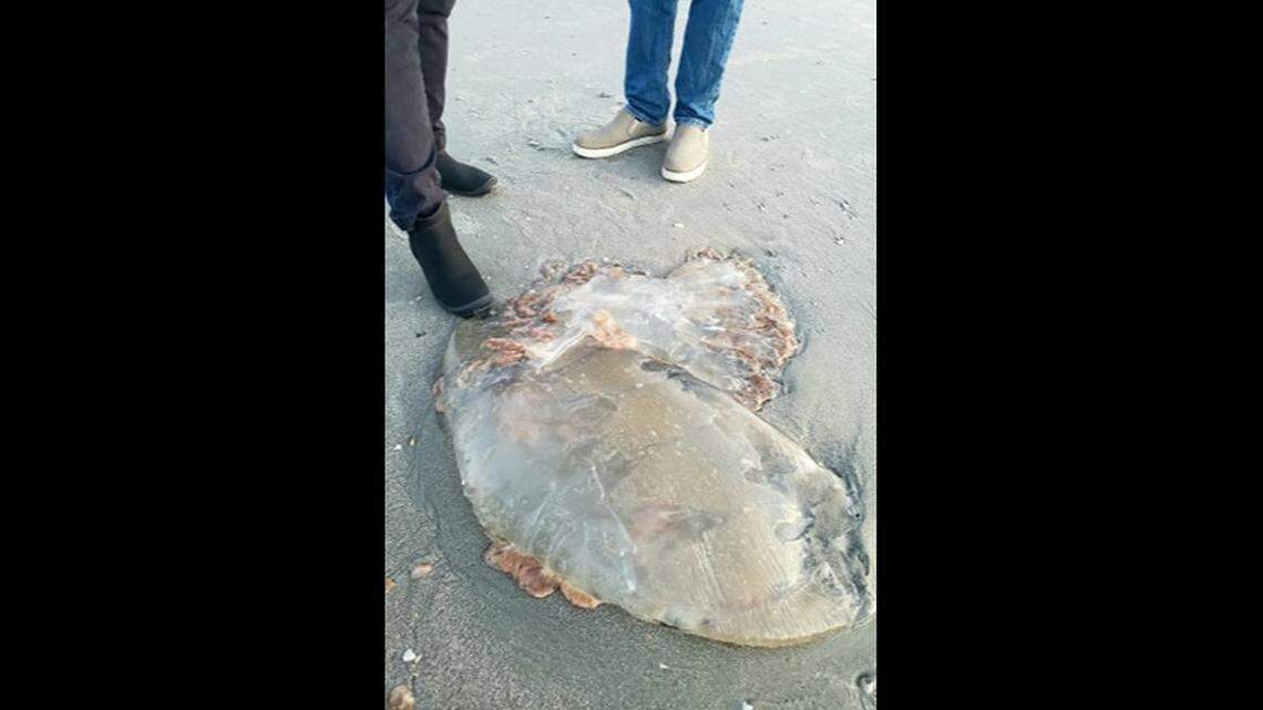 Fannie Gee of Myrtle Beach, SC, says she saw this giant jellyfish while walking on the beach March 8.