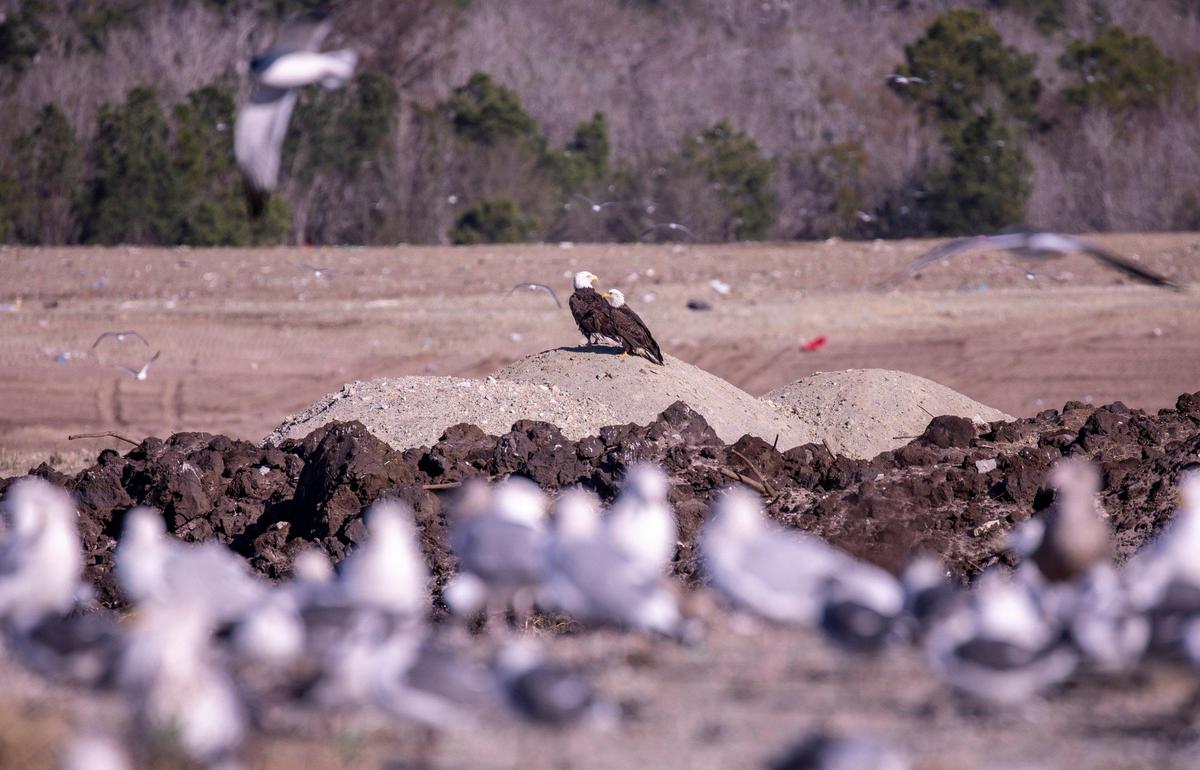 A pair of Bald Eagles watch over operations at the Horry County Solid Waste Authority landfill on Monday, Jan. 6, 2019.