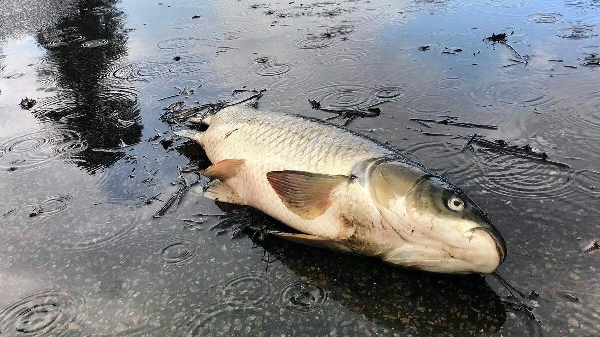 Dead fish litter the streets of Aberdeen Golf Clob as flood waters recede following Hurricane Florence in Longs, S.C. Monday, Sept. 24, 2018.