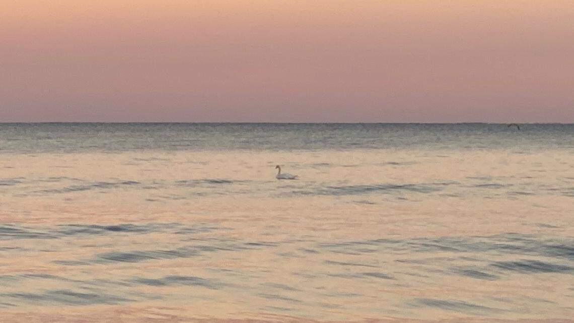 Swan seen in ocean in Surfside Beach has found a mate. Video shows the swans together