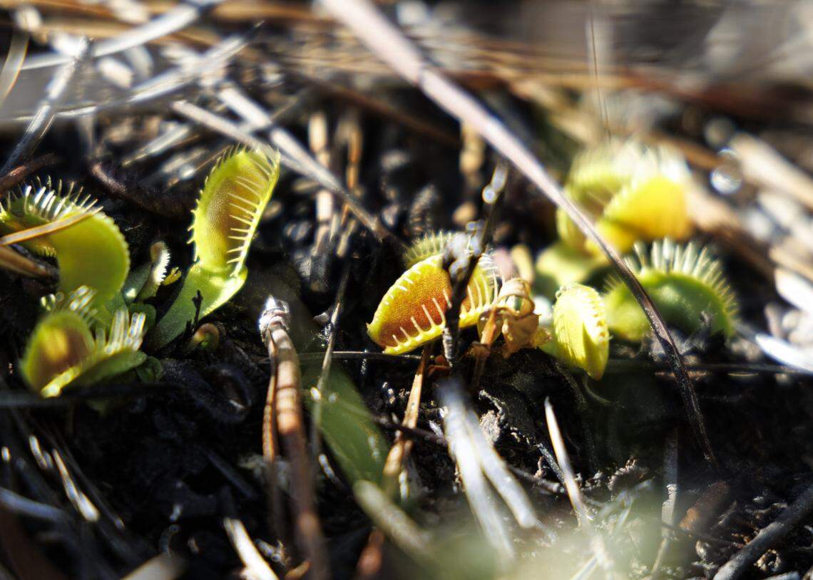 Rare and delicate Venus flytraps sprout up from an area that was previously burned in the Lewis Ocean Bay Heritage Preserve near Myrtle Beach, SC. The 10,400 acre preserve is a Carolina Bay and one of few places in the world where the Venus flytrap grows natively as along side pitcher plants and other carnivorous plants. April 10, 2026.
