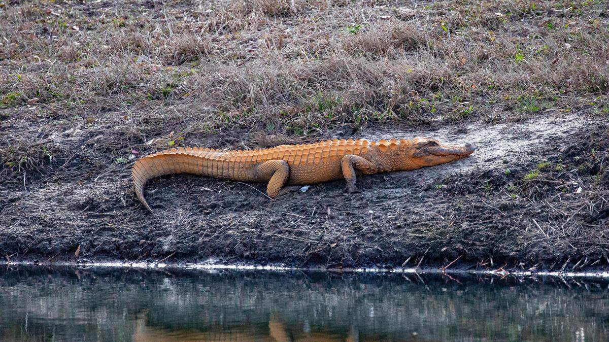 Wildlife photographer Dan Krieger captured a rare picture of an orange alligator in his Little River neighborhood on Feb. 9, 2025.