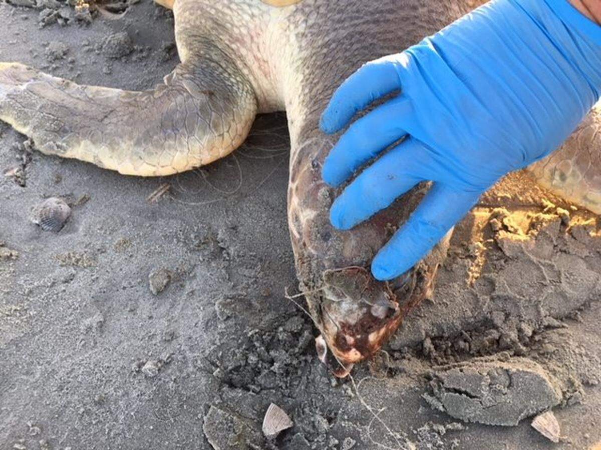 The juvenile Kemp's ridley sea turtle that was found dead in Cherry Grove May 5. -