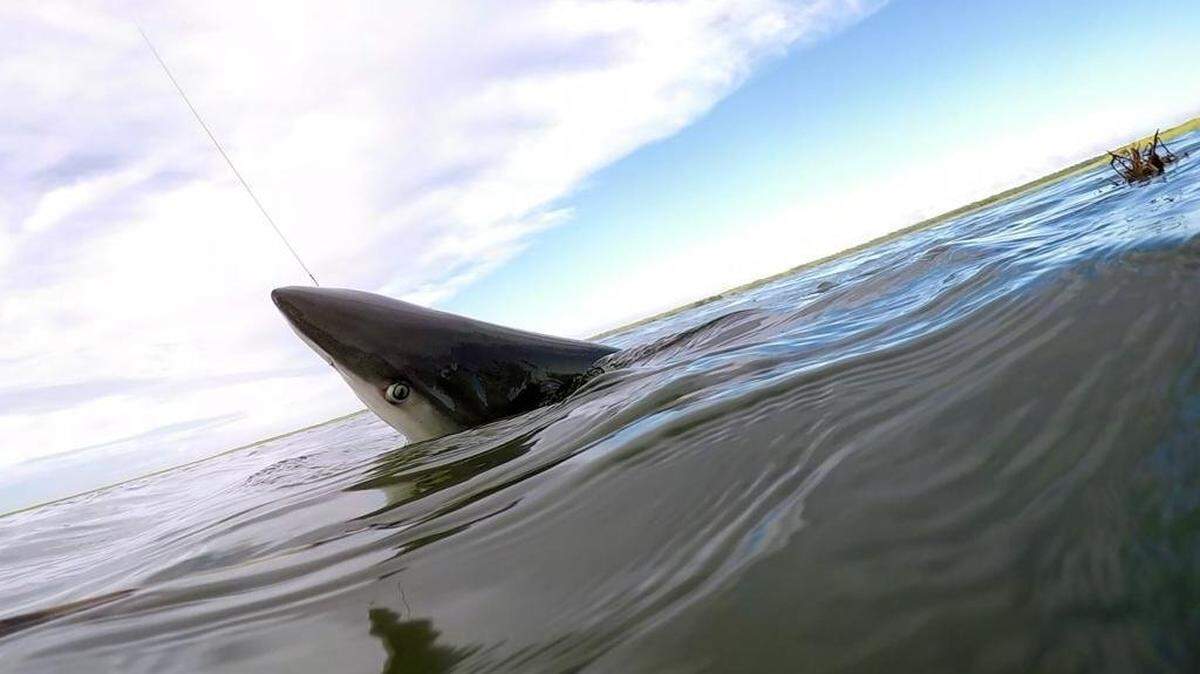 A local fisherman is contesting Horry County’s ban on land-based shark fishing, calling it “unconstitutional” and saying it perpetuates “irrational” fears. TSN 2025 File.