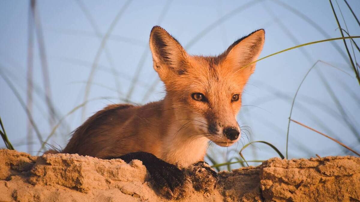 A fox surveys the landscape on Pawleys Island