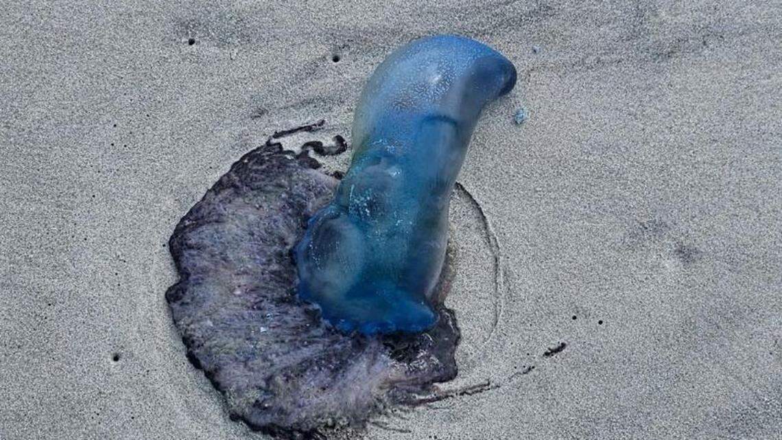 Strong currents in Myrtle Beach are washing venomous wildlife on shore