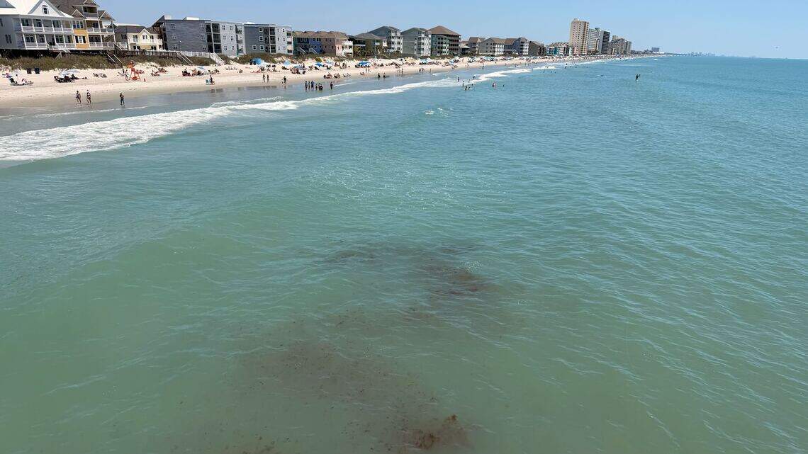 Clumps of red, seaweed-like material in ocean near Myrtle Beach. Can it hurt you?