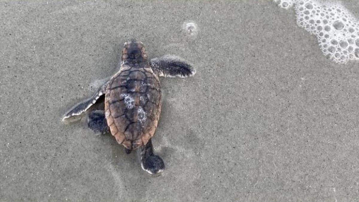 A sea turtle hatchling moves towards the ocean after a nest hatches in Garden City.