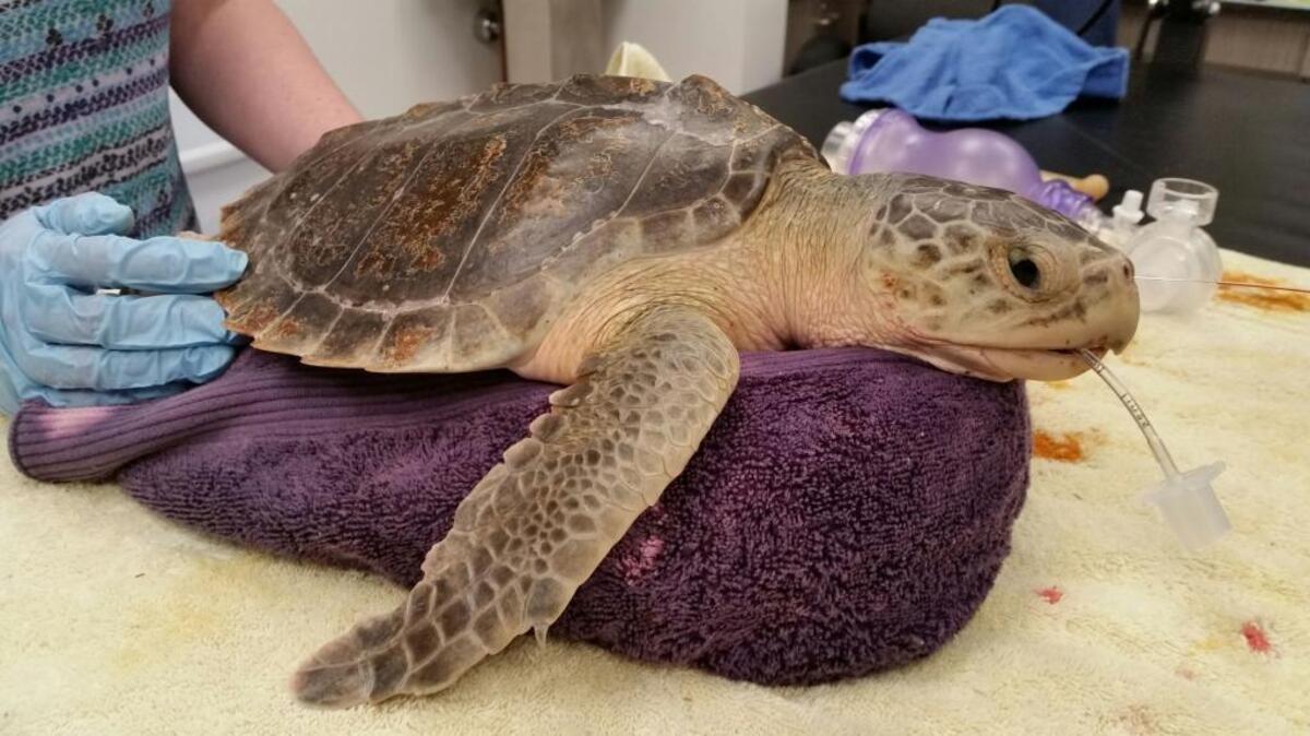 The Kemp’s ridley sea turtle named Ucee, who was transported to the Sea Turtle Care Center in Charleston to undergo surgery after being hooked at Apache Pier in Myrtle Beach.
