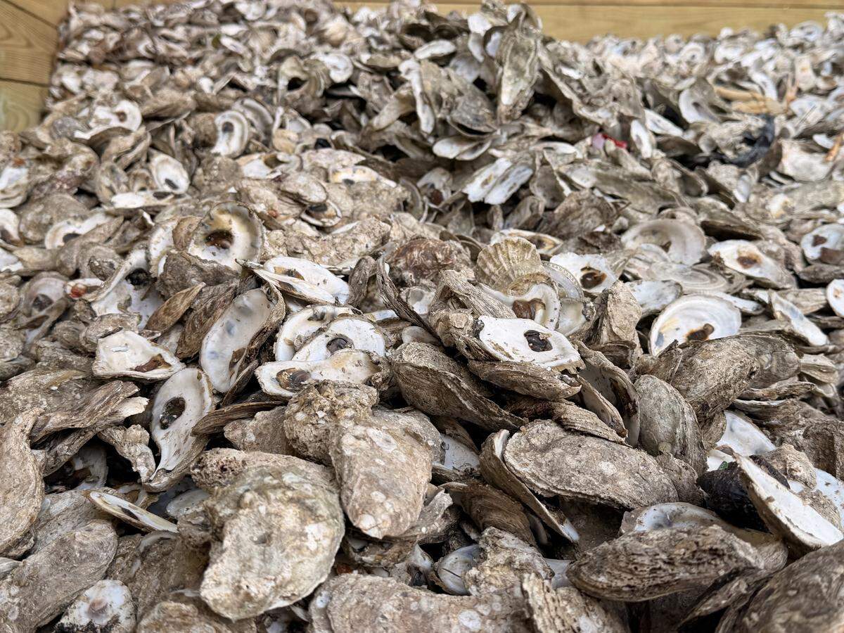 Recycled oysters are used to construct artificial reefs to replenish oyster beds and eroded estuaries. The newest of several public oyster recycling locations is located in Murrells Inlet’s Public Boat Ramp parking lot.