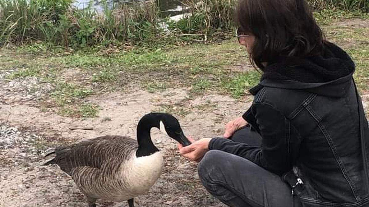 Maria Pesce, the self-proclaimed “goose whisperer,” offers aid to a Canada goose in Surfside Beach. Pesce has been cited numerous times for feeding the geese, against town ordinance.