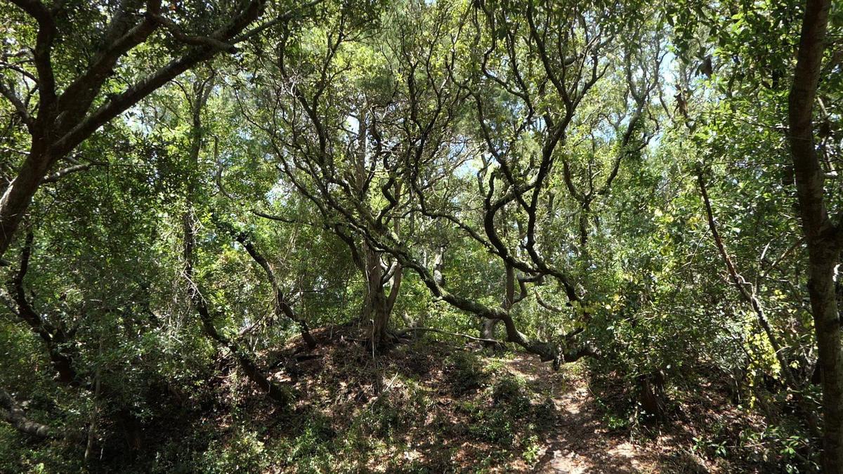 Ingram Dunes in North Myrtle Beach was preserved as a park in October 2019. This 7.24 acres of maritime forests features trees, high dunes, and walking trails in the heart of a residential area in North Myrtle Beach.