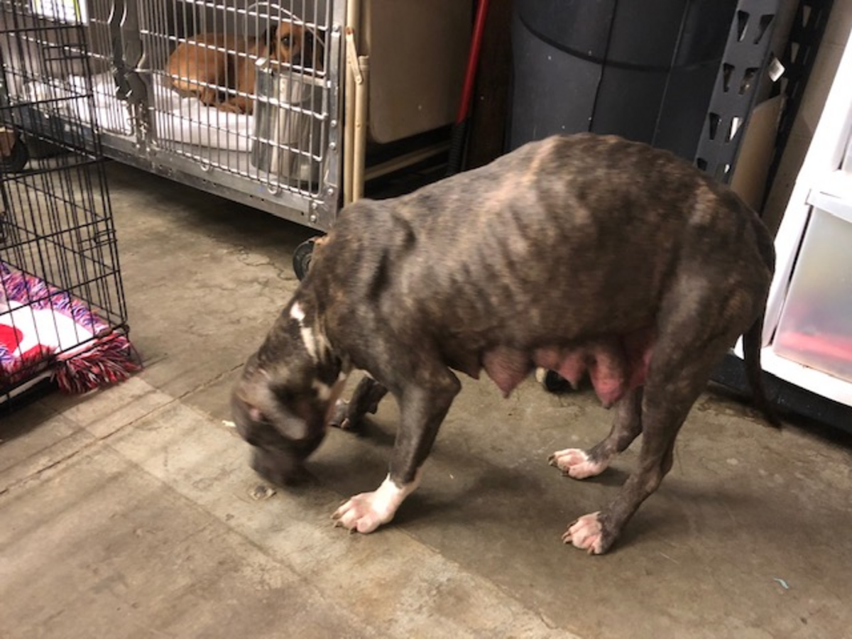 Eight pit bull puppies and their mother were rescued by Myrtle Beach Police Department after being found in a pin with feces and no food or water, a police report said.