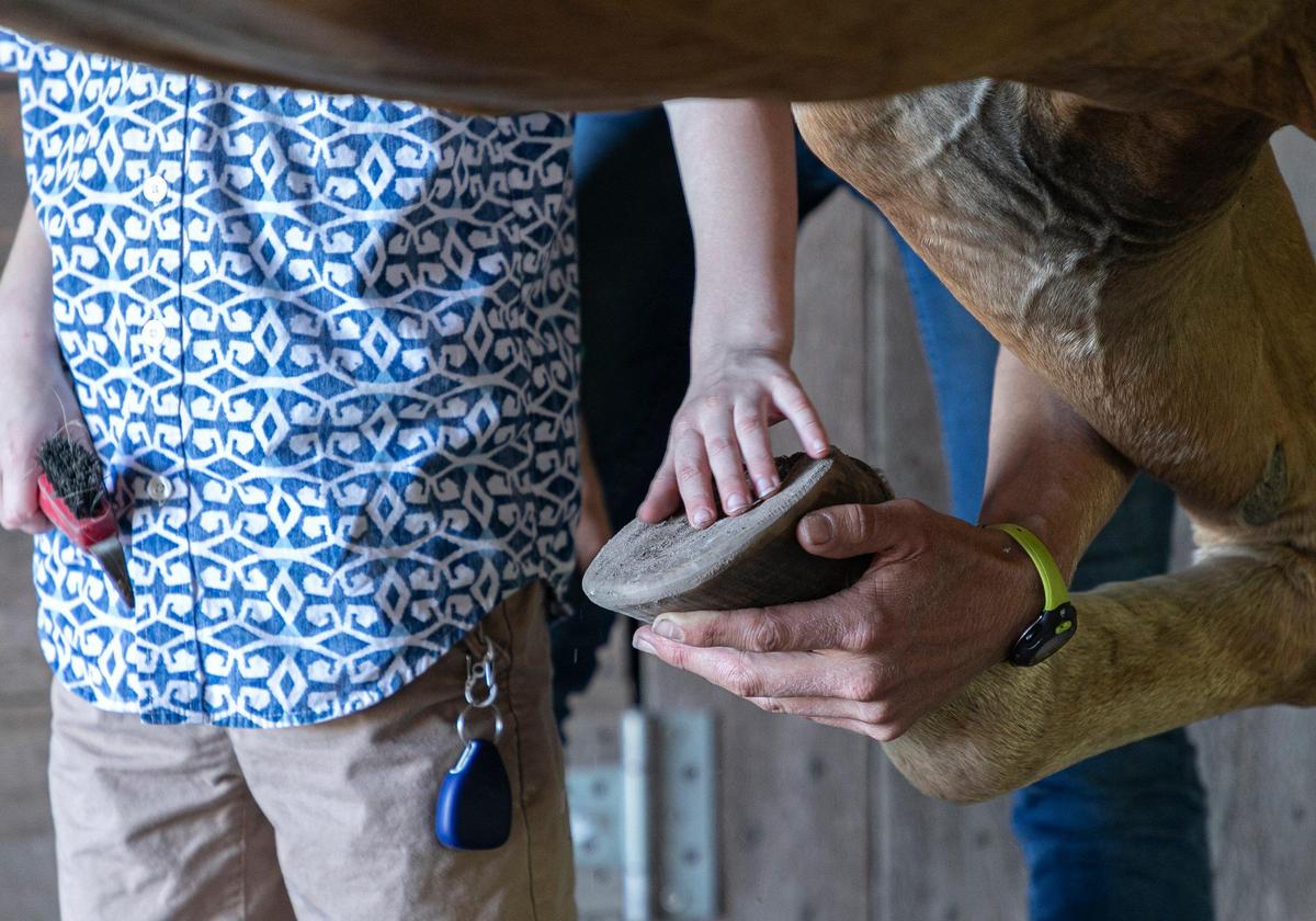 Five-year-old George Palmer feels the texture of therapy horse Poncho’s hoof following a riding session at Myrtle Beach Therapeutic Riding and Vaulting Club. The Myrtle Beach Therapeutic Riding and Vaulting Club provides equine therapy for children with special needs. Sept. 18, 2019.