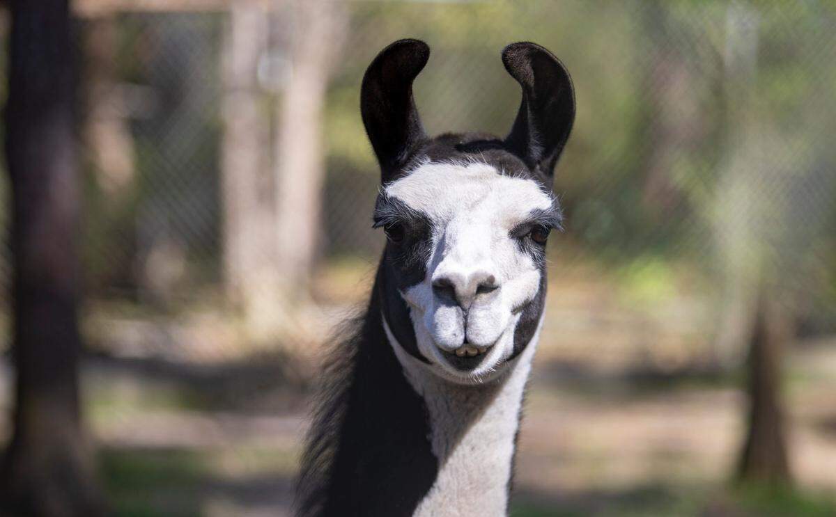 A llama looks through a chain link fence at the Waccatee Zoo in the Socastee area Sunday, March 24.