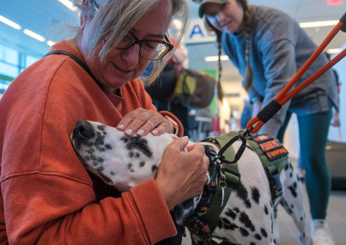 Monica Callahan takes her therapy dog, Orio, a 6-year-old dalmatian, to interact with passengers at the Myrtle Beach International Airport. The pair visit the airport about once a week to help relieve the stress associated with traveling. Oct. 22, 2024.