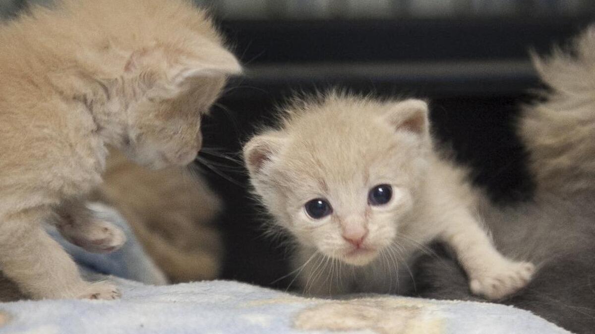 Kittens play at the Grand Strand Humane Society in Myrtle Beach. The shelter is struggling to keep up with the needs of a sudden influx of kittens. With around 160 cats and kittens in foster care and another 100 in the shelter and in foster homes, they are asking for donations of food.