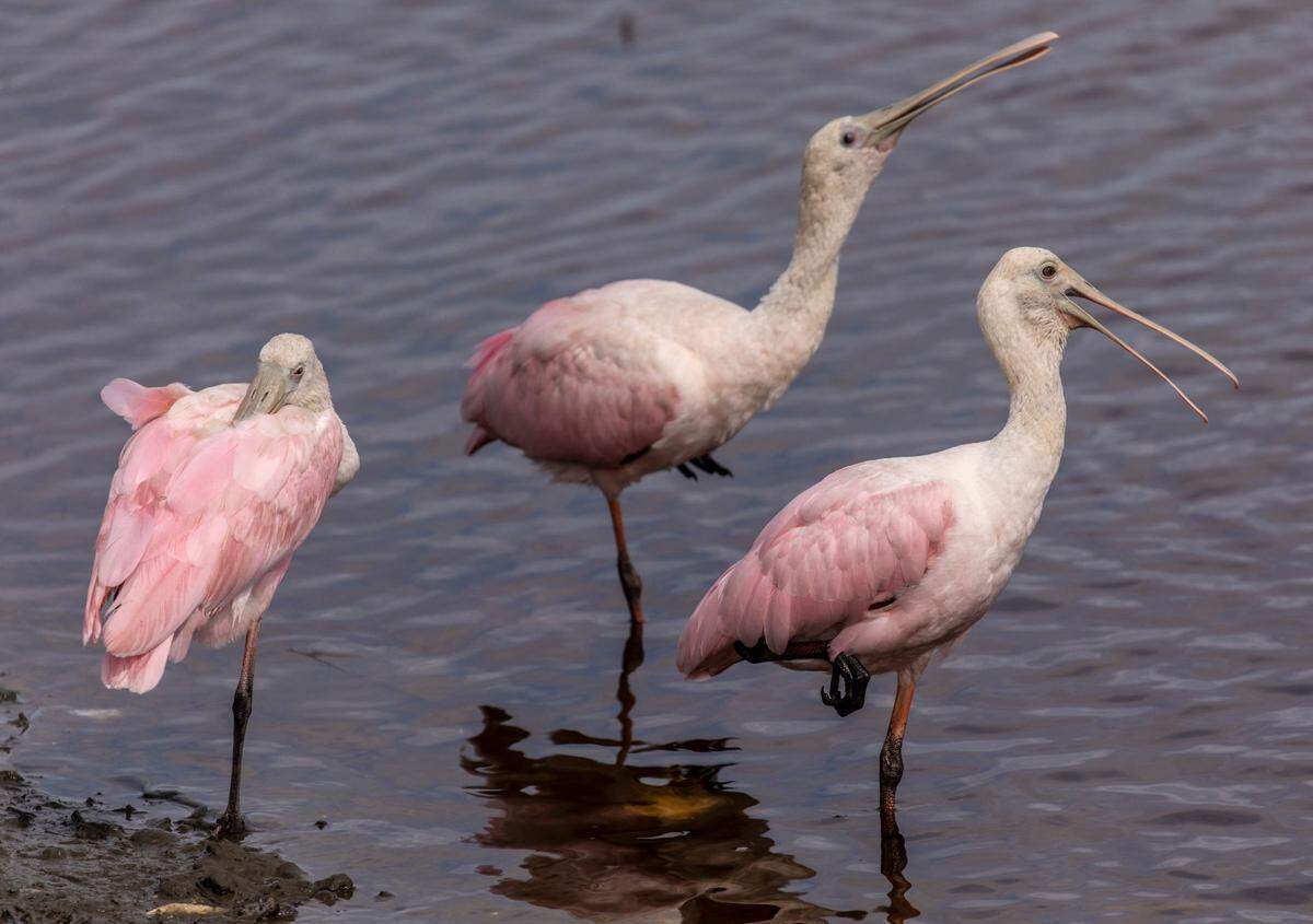 Roseate Spoonbills draw a crowd of bird watchers to Huntington Beach State Park in Murrells Inlet.September 23, 2020.