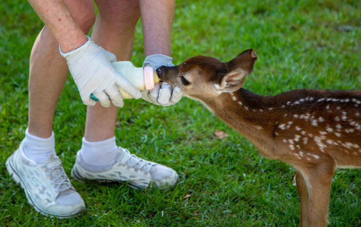 Russell Cavender’s wife Christine feeds a baby deer out of a bottle Wednesday morning at their Longs home.