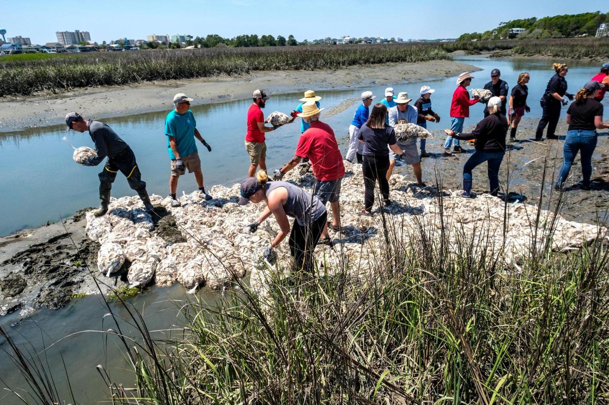 Volunteers place bags of recycled oyster shells along the banks of Hog Inlet as part of an oyster reef restoration project.
