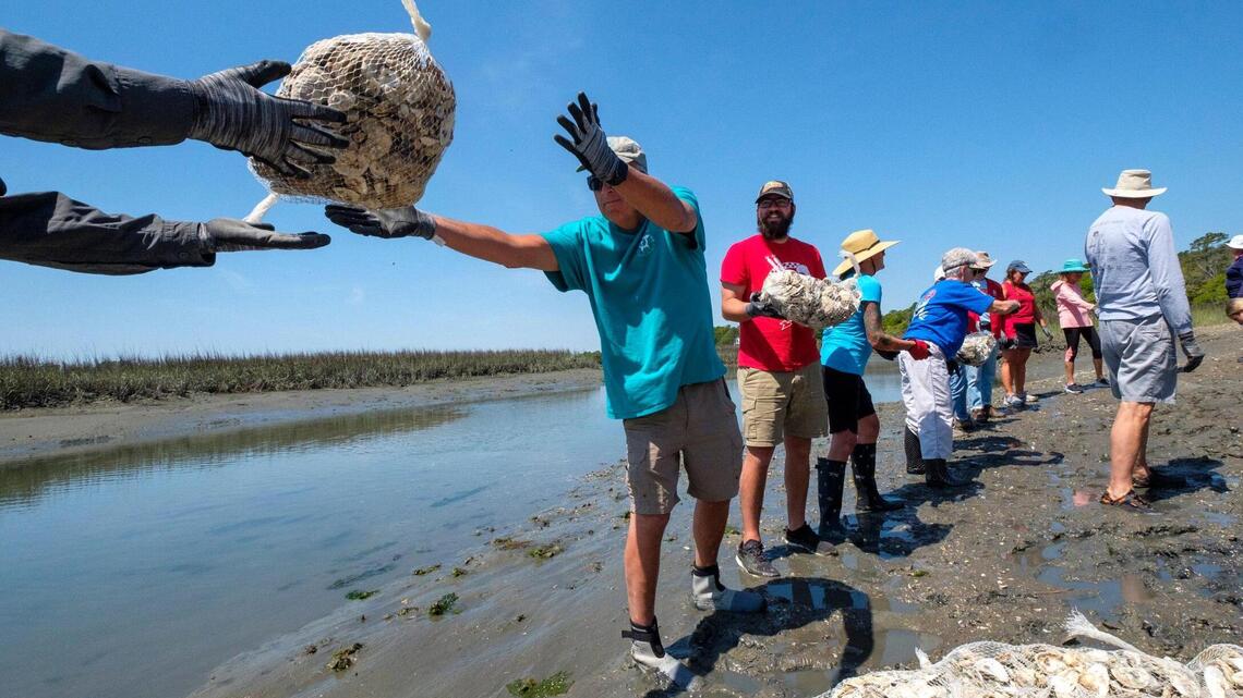 WATCH: North Myrtle Beach volunteers rebuild oyster reef to help local waterway