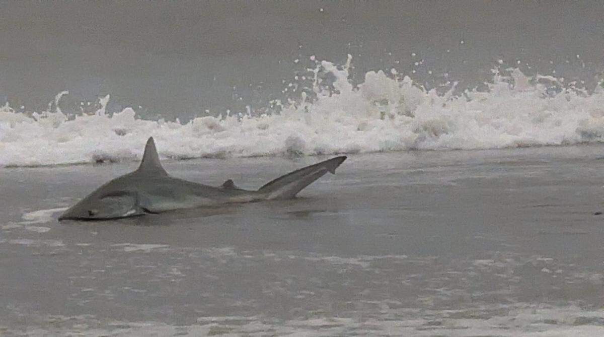 A shark stranded in shallow water in Myrtle Beach on Sept. 16. Courtesy of Randi Willard.