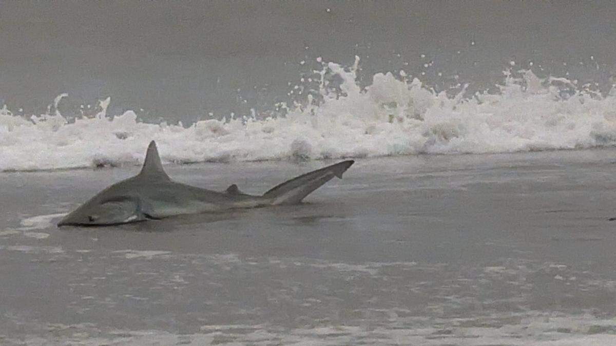When Randi Willard saw this shark stranded in shallow water in Myrtle Beach on Sept. 16, she took to Facebook for help. Courtesy of Randi Willard.