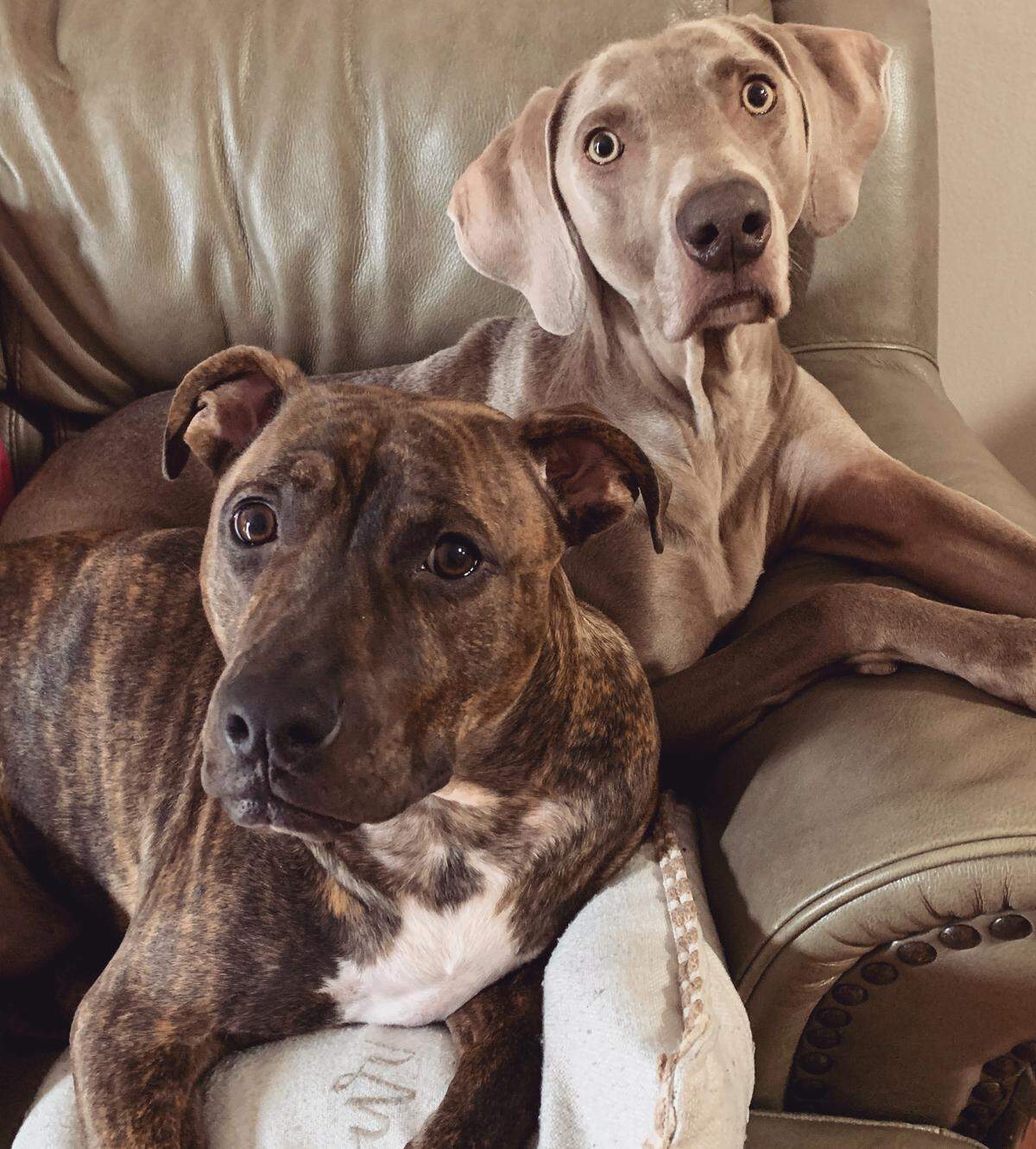 Nicole Shaw’s two dogs, Chief (right) and Marley (left). Both dogs are approved by Shaw’s doctor as emotional support animals.