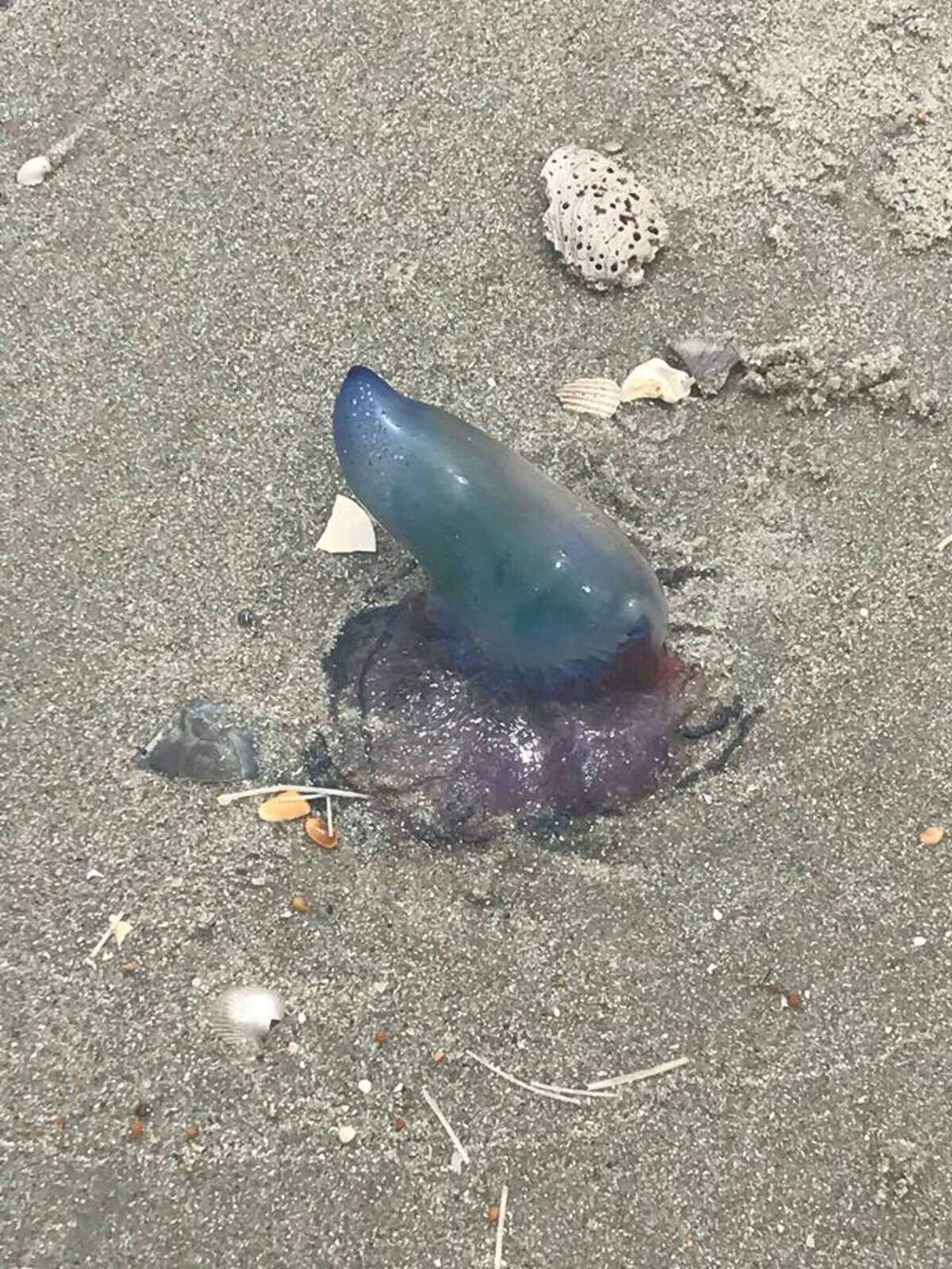 Photo from Myrtle Beach Fire Rescue