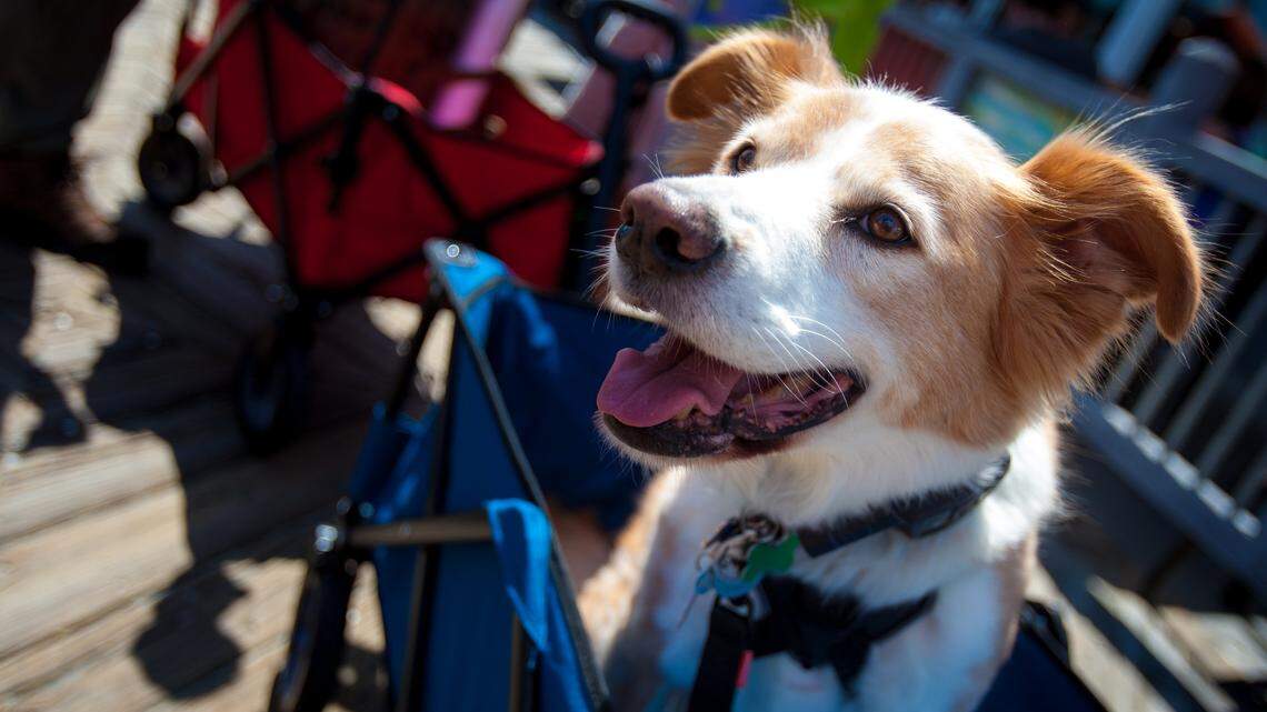 Here's where you can dine with your dog in Myrtle Beach