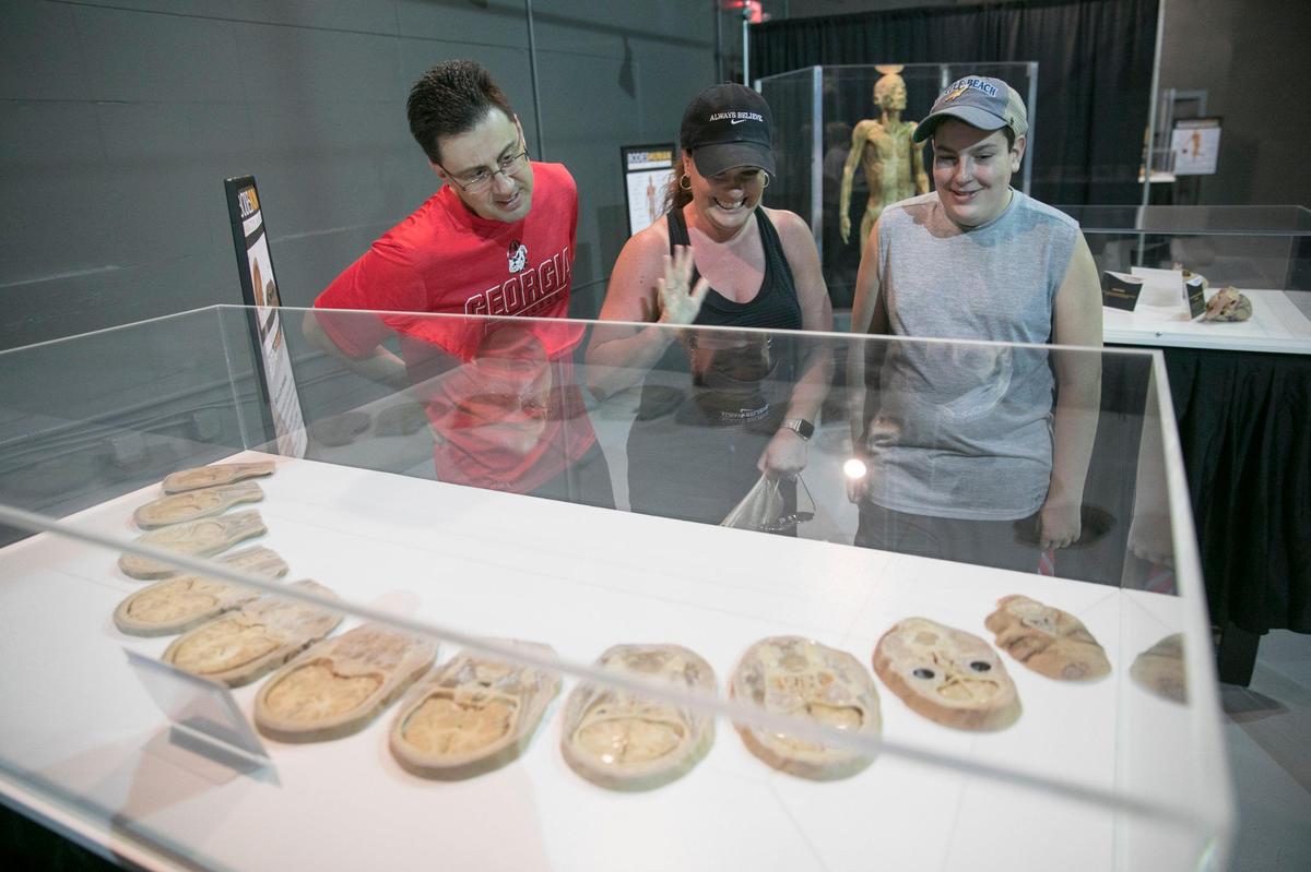 The Webb family, visiting from Connecticut looks at a display of slices of a human skull at an exhibit called ÒBodies Human: Anatomy in MotionÓ which started on Friday, April 12th at Broadway at the Beach. “It’s actually more fascinating than creepy,” said Jennifer Webb. Apr 11, 2019.