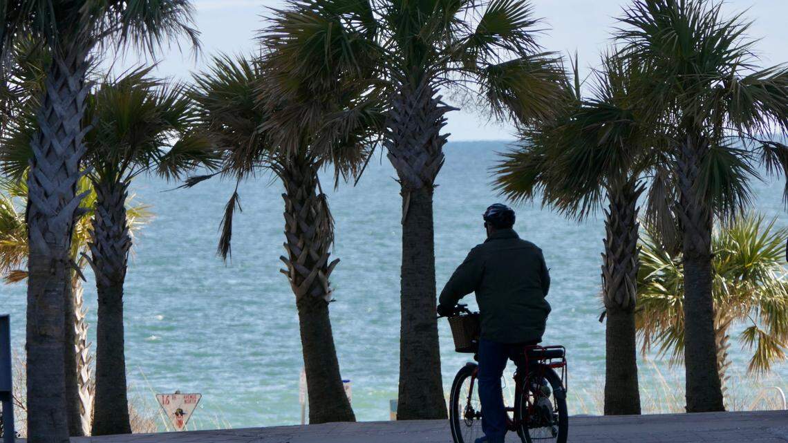 The palmetto is South Carolina’s official state tree. Several palm species thrive in the South Carolina climate.