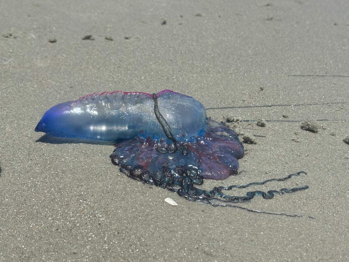 Man o’ war on the beach near 62nd Avenue in Myrtle Beach sent in by a reader.