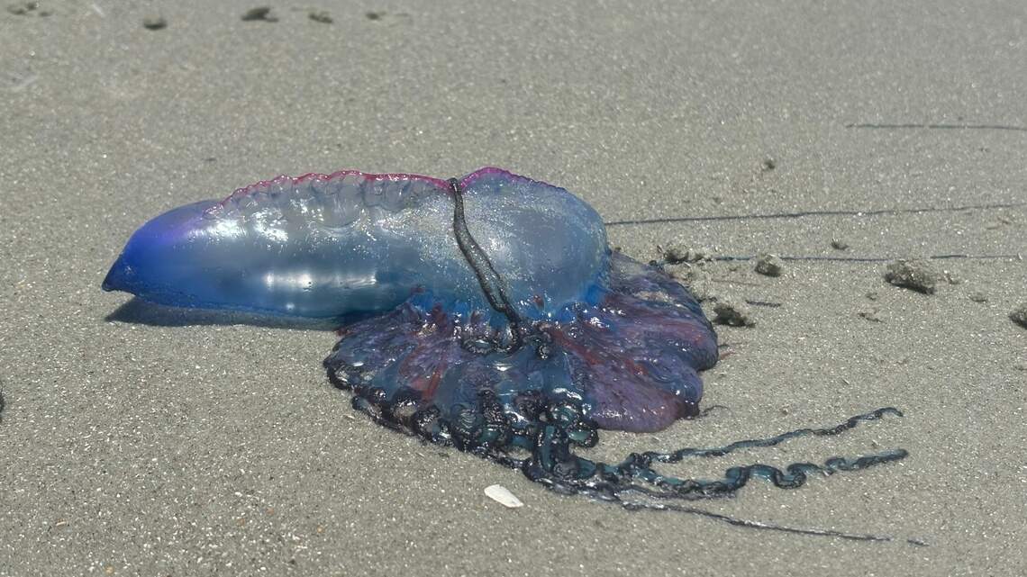 Jellyfish-like animal with painful sting seen washed up in Myrtle Beach, SC area