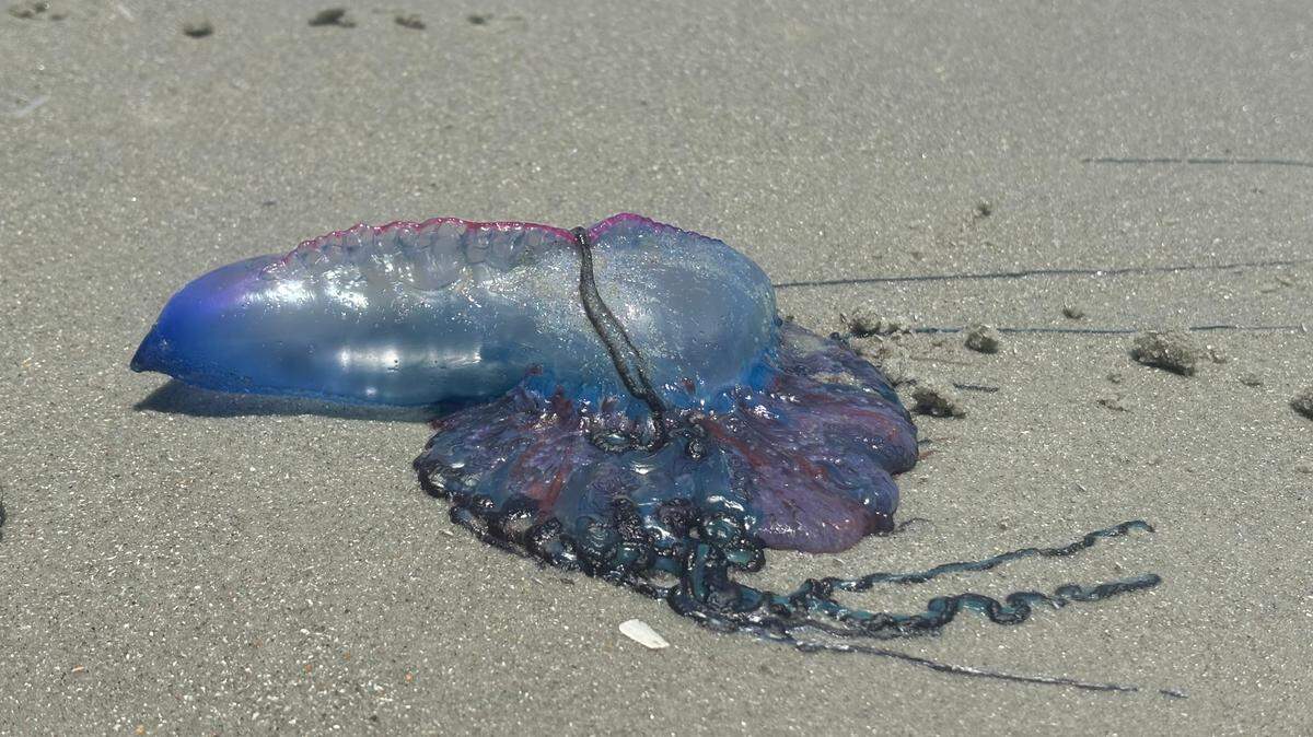 Man-of-war on the beach near 62nd Avenue in Myrtle Beach from June 2024. People have been spotting the jellyfish-like creature again this fall.