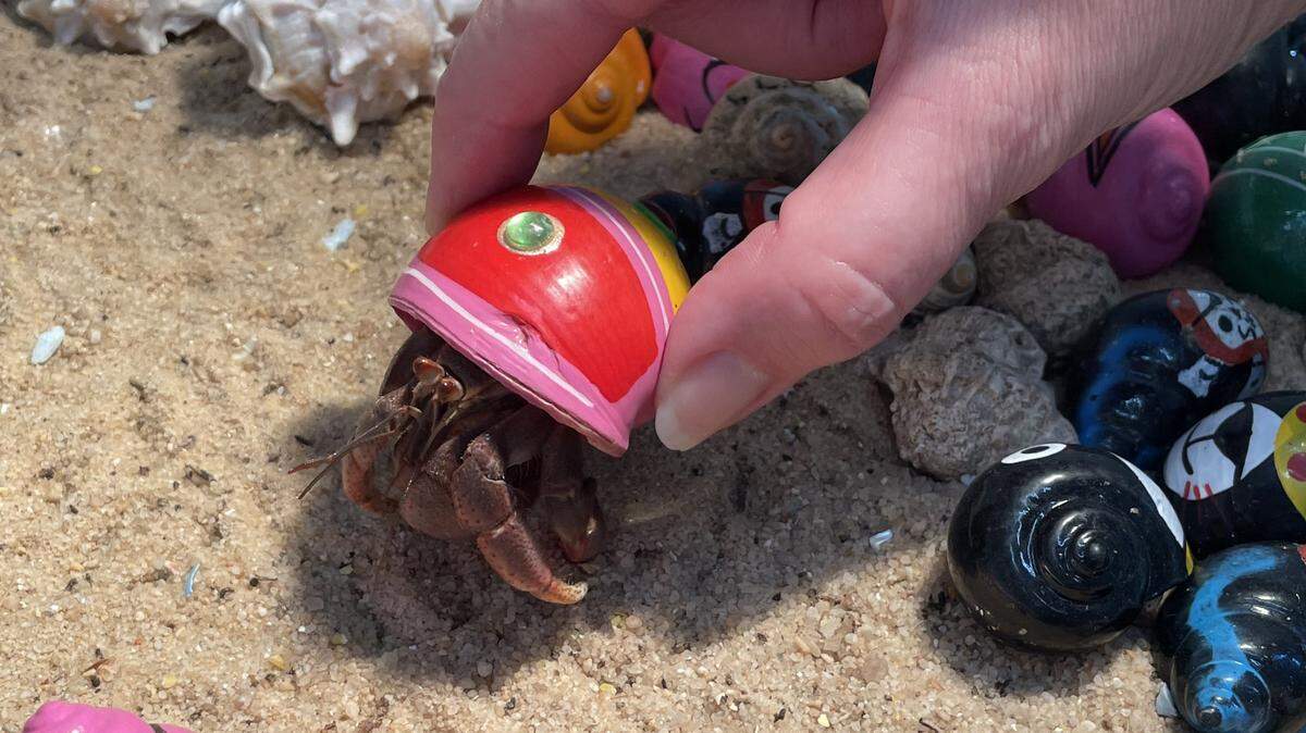 Hermit crabs have been a souvenir for Myrtle Beach vacationers for years. They can often be found in beachwear shops. Nov. 18, 2023