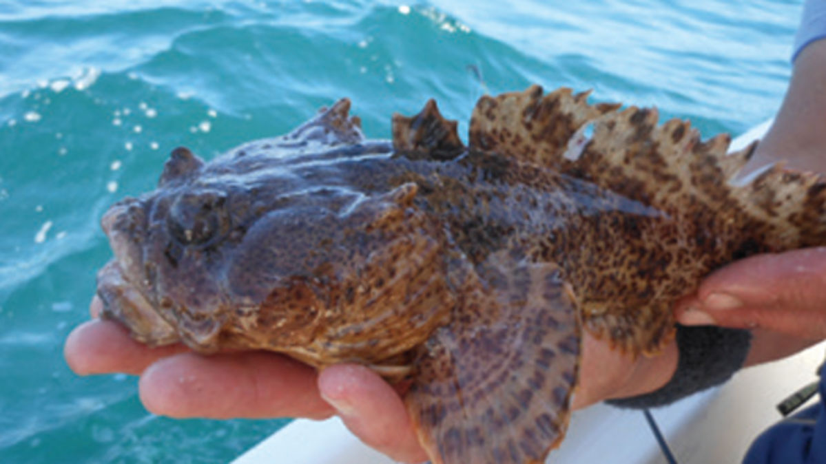 Toadfish have been seen washing up on the shores in Murrells Inlet. They have a strong bite and venomous spikes.